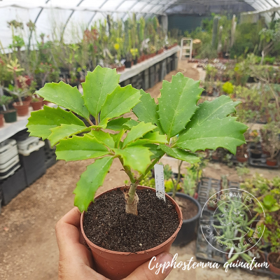 Cyphostemma quinatum