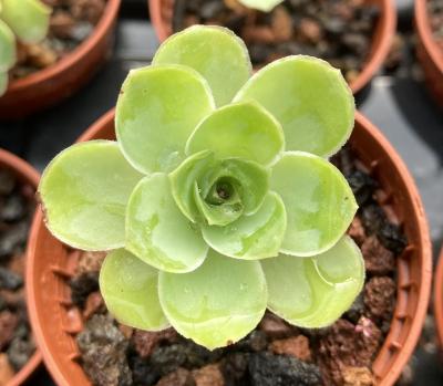 Greenovia aurea