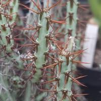 Euphorbia aeruginosa 