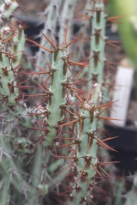 Euphorbia aeruginosa 