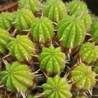 Euphorbia aggregata