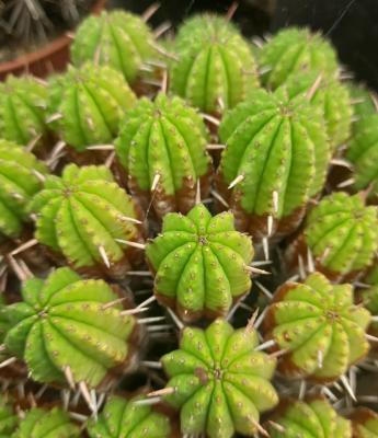 Euphorbia aggregata
