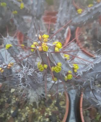 Euphorbia louwii