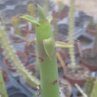 Euphorbia nubica