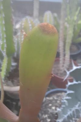 Euphorbia xylophylloides