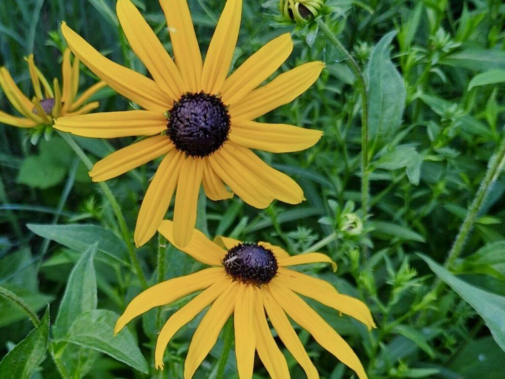 Festival des plantes en montagne noire