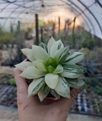 Haworthia cuspidata variegata 