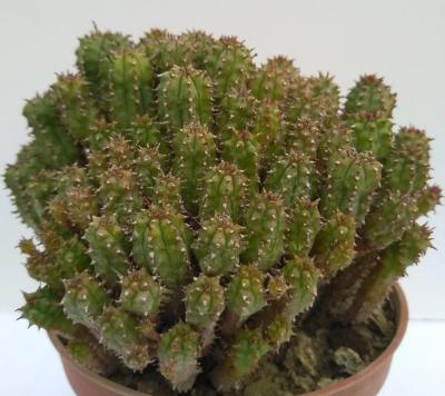 Img 20210303 wa0003 2