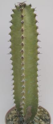 Img 20210308 wa0012