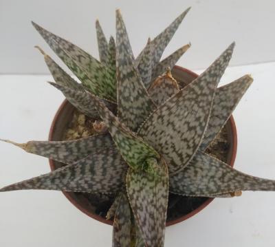 Img 20210308 wa0031 1