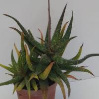 Img 20210308 wa0034