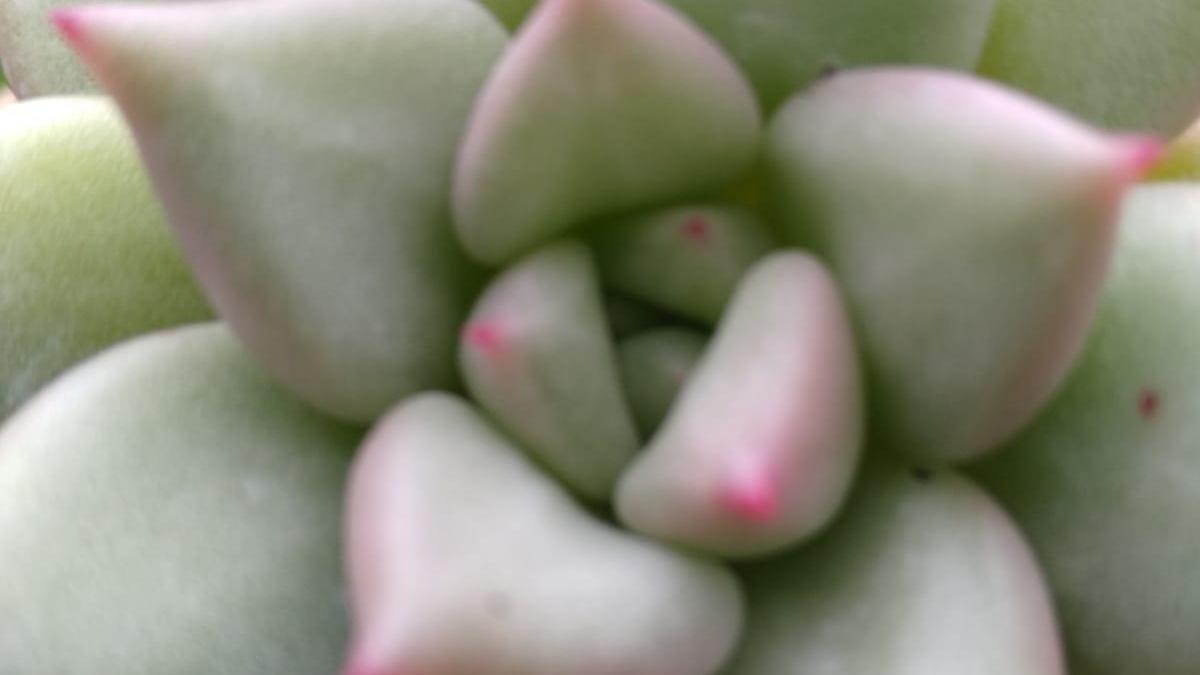Echeveria