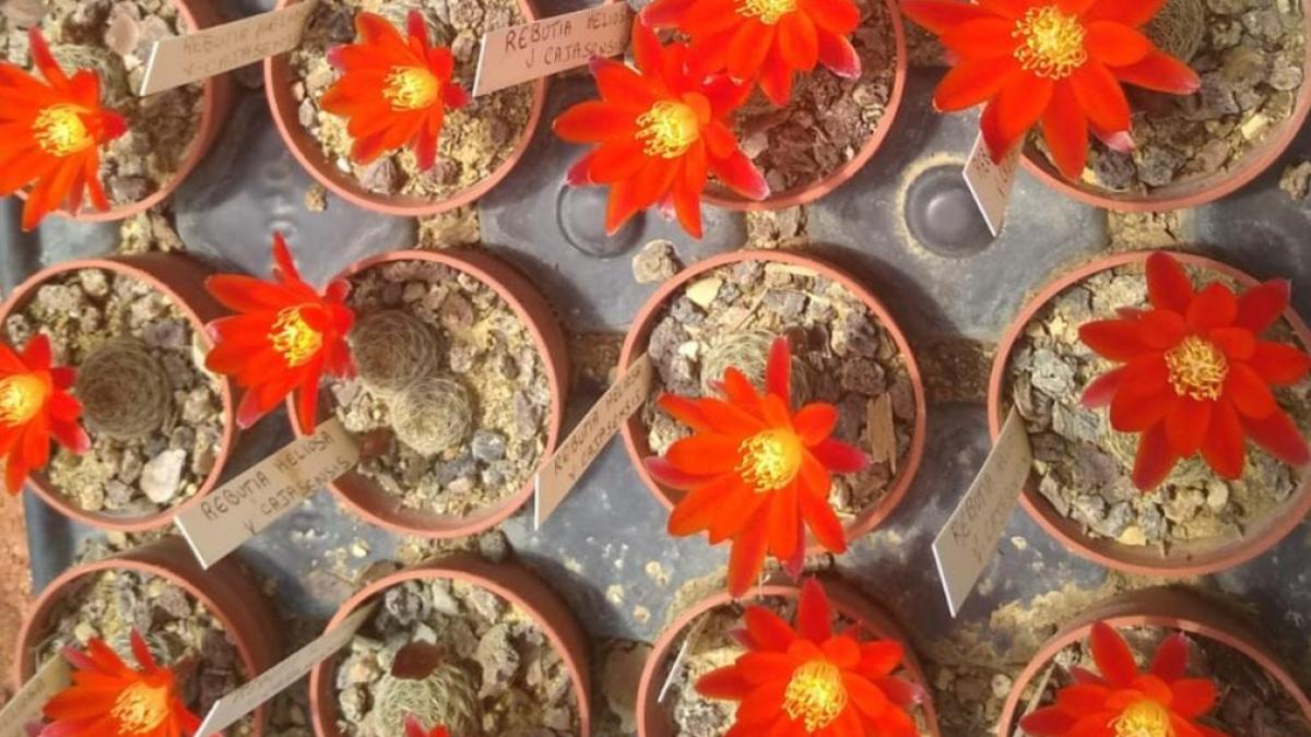 Rebutia