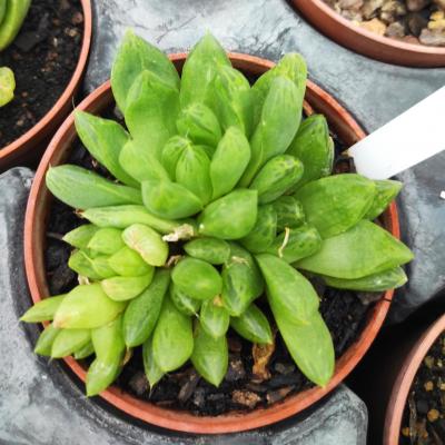 Haworthia blinka