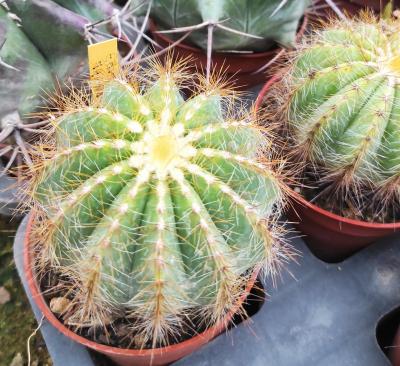Parodia magnificus