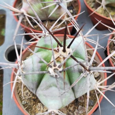 Echinocactus platyacanthus