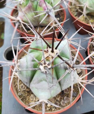 Echinocactus platyacanthus