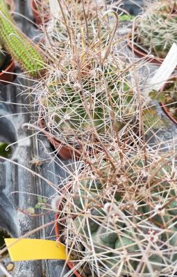 Hamathocactus hamatacanthus v.davisii