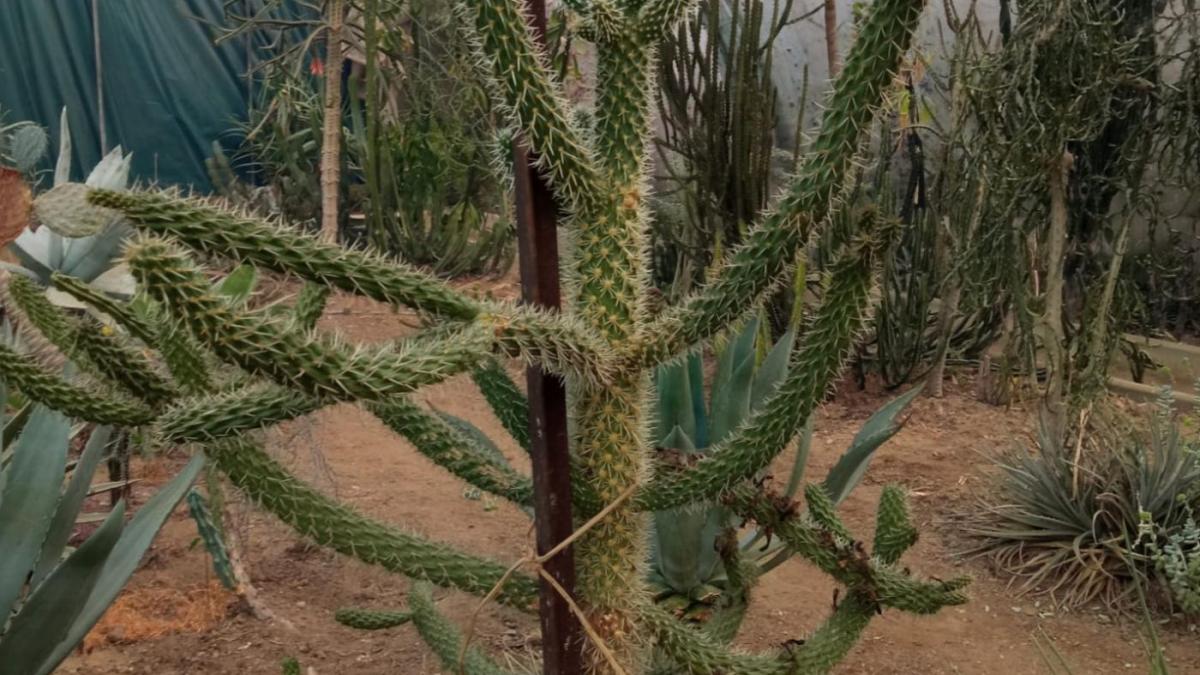Cylindropuntia