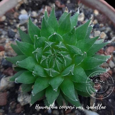 Haworthia cooperi var. Isabellae