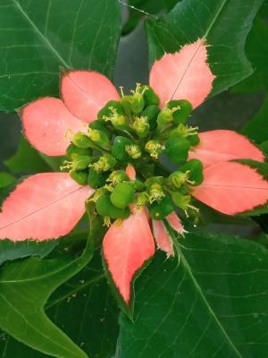 Euphorbia pulcherima