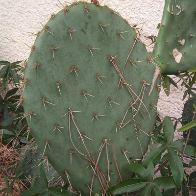 Opuntia rastrera
