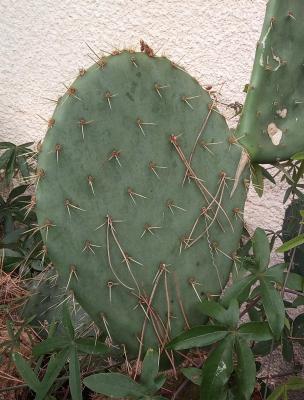 Opuntia rastrera