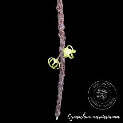 Cynanchum marnierianum