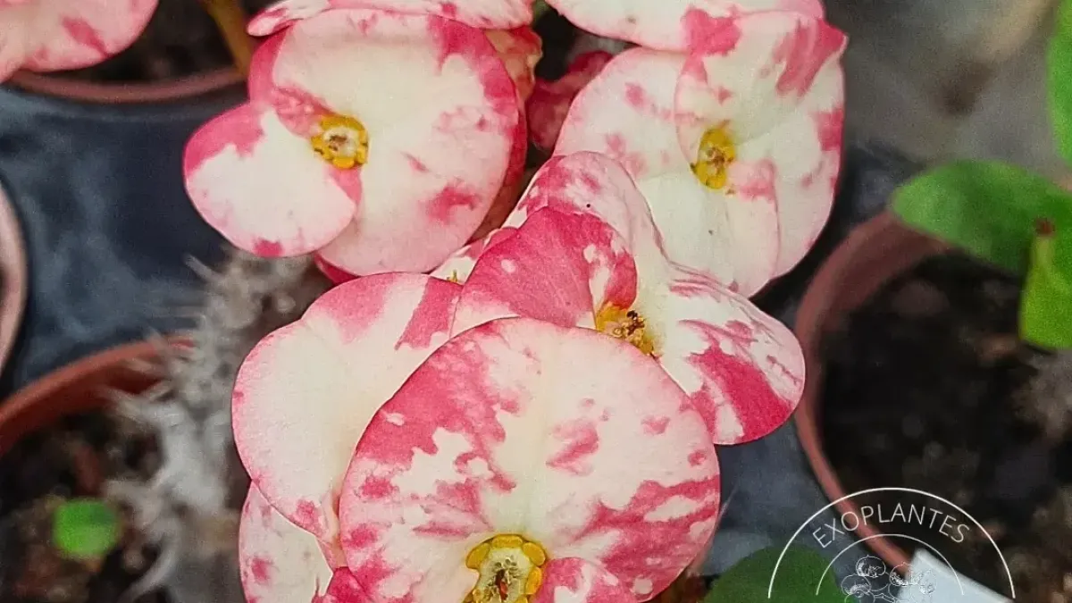 Euphorbia milii hybride