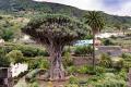 Ou peut-on voir ce Dracaena draco ?